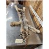 Image 3 : Alaskan Lynx Soft Tanned Fur Taxidermy