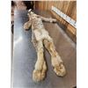 Image 4 : Alaskan Lynx Soft Tanned Fur Taxidermy