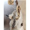 Image 5 : Alaskan Lynx Soft Tanned Fur Taxidermy