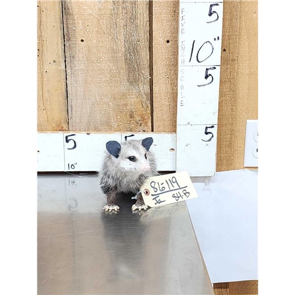 Baby Opossum Full Body Taxidermy Mount