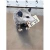 Image 3 : Baby Opossum Full Body Taxidermy Mount