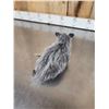 Image 4 : Baby Opossum Full Body Taxidermy Mount