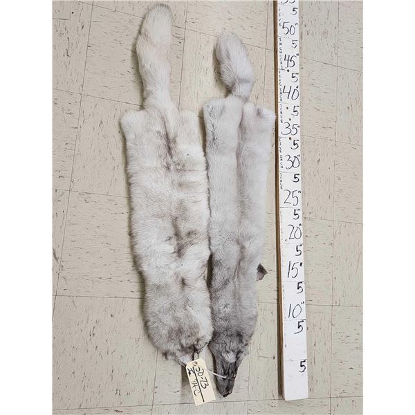 2 Ranch Fox Soft Tanned Furs Taxidermy