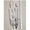 Image 1 : 2 Ranch Fox Soft Tanned Furs Taxidermy