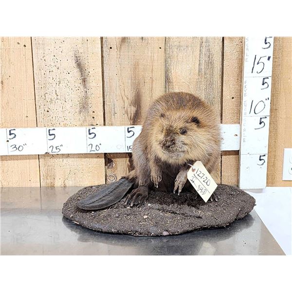 Juvenile Beaver Full Body Taxidermy Mount