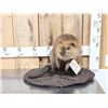 Image 1 : Juvenile Beaver Full Body Taxidermy Mount