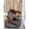 Image 2 : Juvenile Beaver Full Body Taxidermy Mount
