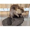 Image 3 : Juvenile Beaver Full Body Taxidermy Mount