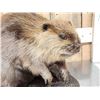 Image 4 : Juvenile Beaver Full Body Taxidermy Mount