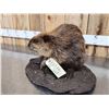 Image 5 : Juvenile Beaver Full Body Taxidermy Mount