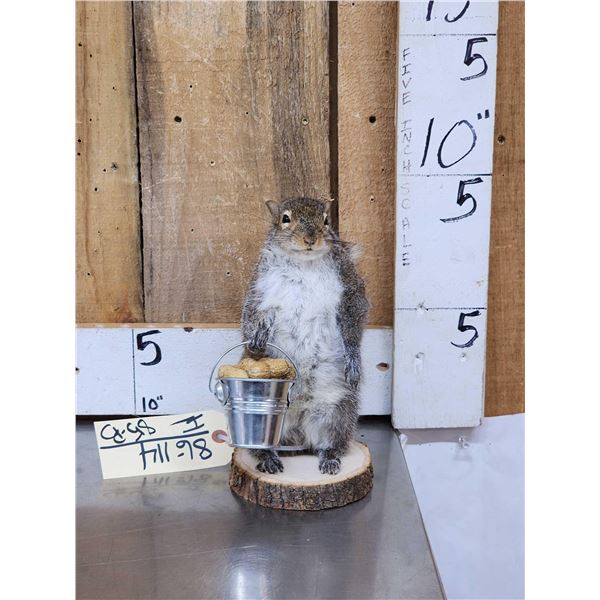 Squirrel Gathering Nuts Taxidermy Mount