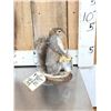 Image 2 : Squirrel Gathering Nuts Taxidermy Mount