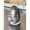 Image 3 : Squirrel Gathering Nuts Taxidermy Mount