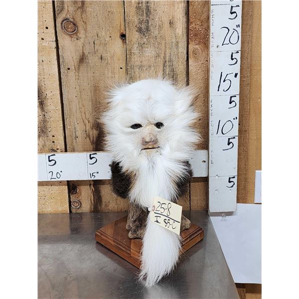 The Dreaded Swamp Monster Taxidermy Mount