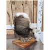 Image 3 : The Dreaded Swamp Monster Taxidermy Mount