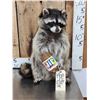Image 1 : Raccoon Eating Peanut Butter Taxidermy