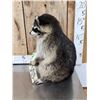 Image 2 : Raccoon Eating Peanut Butter Taxidermy