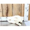 Image 1 : Alaskan Brown Bear Skull Taxidermy