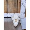 Image 2 : Alaskan Brown Bear Skull Taxidermy