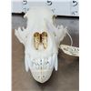 Image 3 : Alaskan Brown Bear Skull Taxidermy
