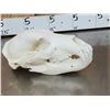 Image 4 : Alaskan Brown Bear Skull Taxidermy