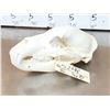 Image 5 : Alaskan Brown Bear Skull Taxidermy