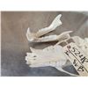 Image 6 : Alaskan Brown Bear Skull Taxidermy