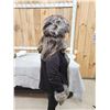 Image 4 : Silver Fox Fur Hat Collar & Mittens
