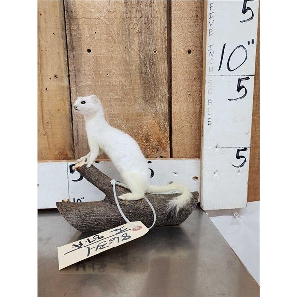 White Weasel Full Body Taxidermy Mount