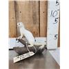 Image 1 : White Weasel Full Body Taxidermy Mount