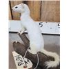 Image 3 : White Weasel Full Body Taxidermy Mount