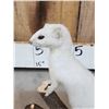 Image 4 : White Weasel Full Body Taxidermy Mount