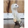 Image 5 : White Weasel Full Body Taxidermy Mount