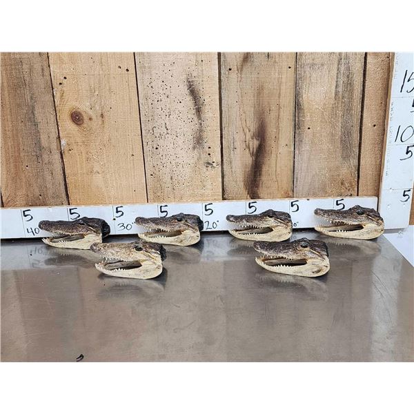 6 Taxidermy Alligator Heads