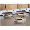 Image 3 : 6 Taxidermy Alligator Heads