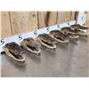 Image 5 : 6 Taxidermy Alligator Heads
