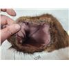 Image 4 : Pair Of Muskrat Fur Mittens