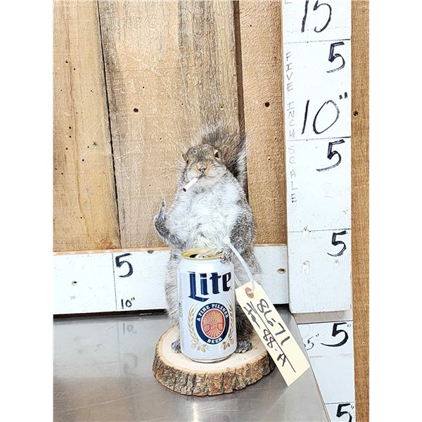 Naughty Squirrel Full Body Taxidermy Mount