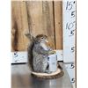 Image 2 : Naughty Squirrel Full Body Taxidermy Mount