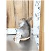Image 3 : Naughty Squirrel Full Body Taxidermy Mount