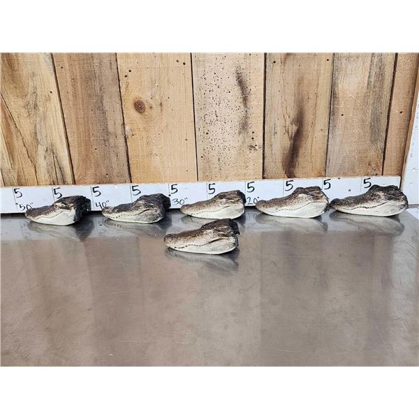 6 Taxidermy Alligator Heads