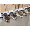 Image 5 : 6 Taxidermy Alligator Heads