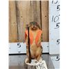Image 1 : Hunting Squirrel Taxidermy Mount