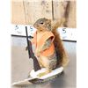 Image 3 : Hunting Squirrel Taxidermy Mount