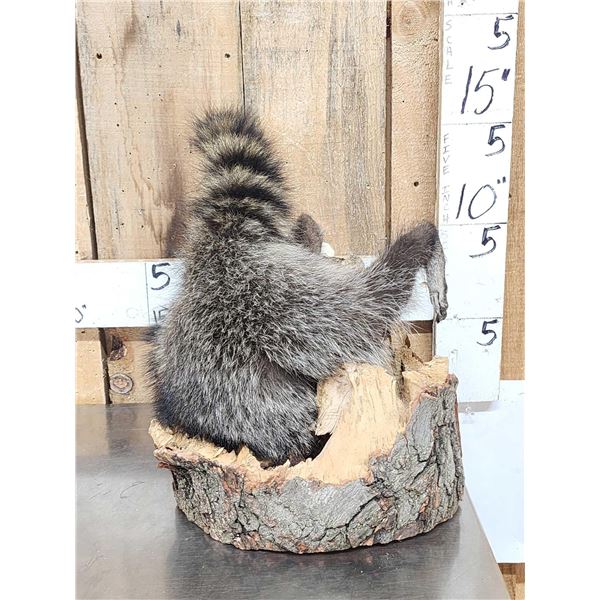 Raccoon In A Log Taxidermy