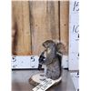 Image 2 : Guitar Playing Squirrel Taxidermy Mount