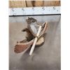 Image 10 : 3 Cute Critters Taxidermy Lot