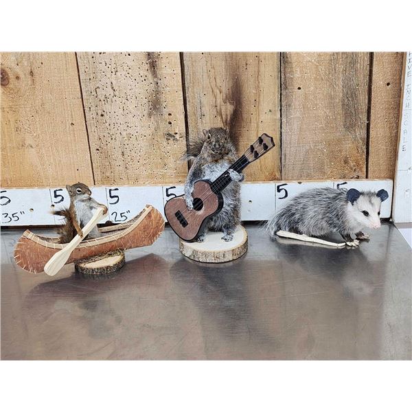 3 Cute Critters Taxidermy Lot