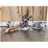 Image 1 : 3 Cute Critters Taxidermy Lot