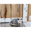 Image 2 : 3 Cute Critters Taxidermy Lot